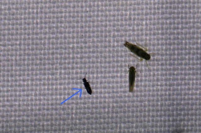 Staphylinidae - holyvafélék