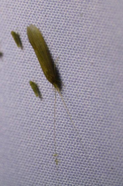 Trichoptera - Tegzesek