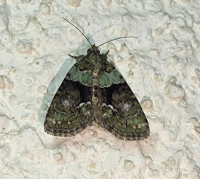 Cryphia algae - sárgászöld zuzmóbagoly