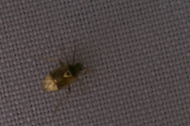 Miridae - mezeipoloskák
