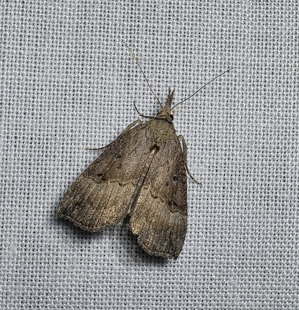 Hypena rostralis - közönséges karcsúbagoly