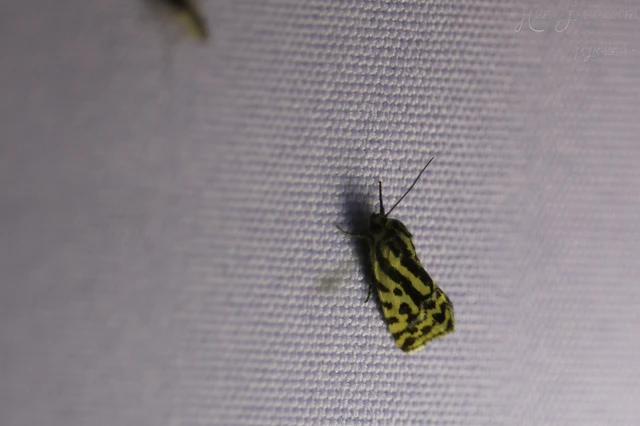 Emmelia trabealis - zebrabagoly