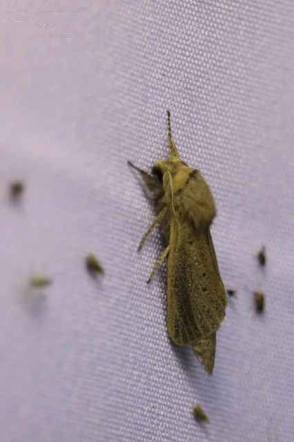 Phragmataecia castaneae - nádfúrólepke