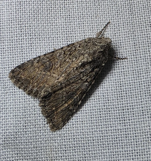 Hadula trifolii - lóherebagoly