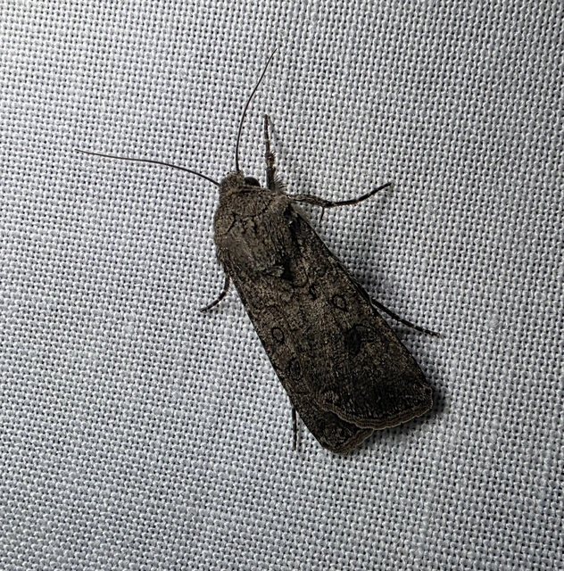 Agrotis segetum - vetési földibagoly