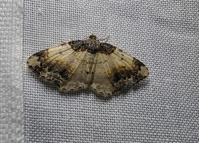Ligdia adustata - barna levélaraszoló
