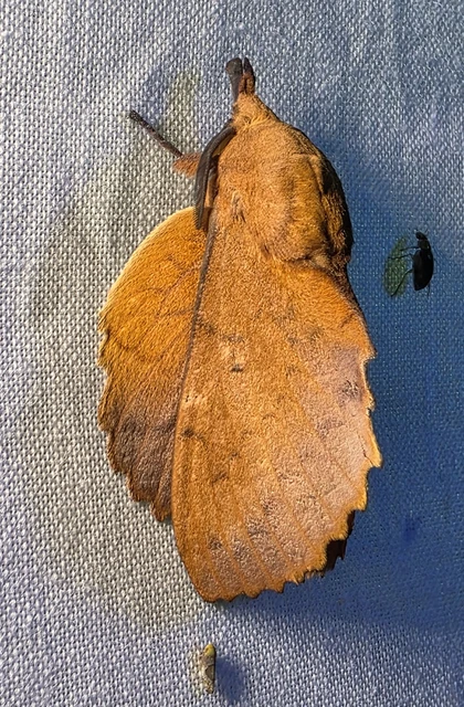 Gastropacha quercifolia - tölgylevélpohók