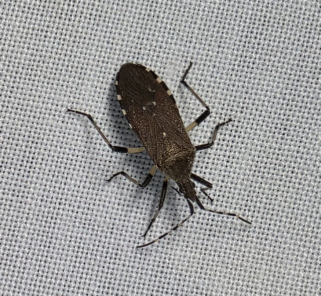 Dicranocephalus