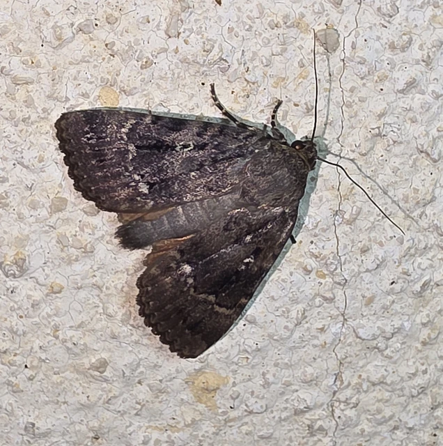 Amphipyra berbera/pyramidea
