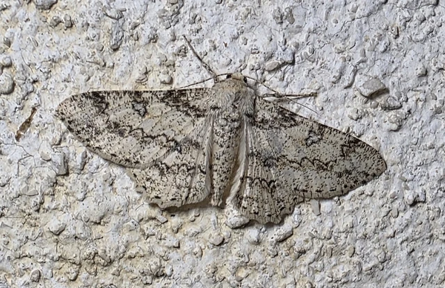 Ascotis selenaria - holdas faaraszoló