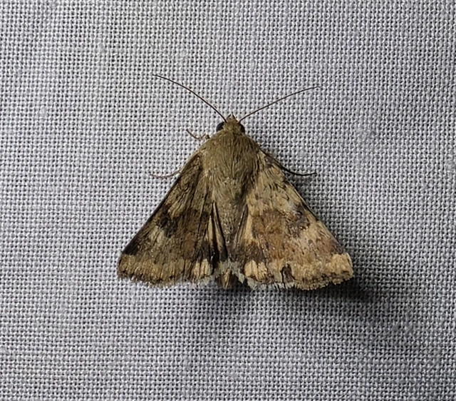 Heliothis viriplaca - mácsonyabagoly