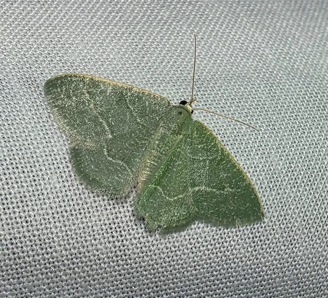 Phaiogramma etruscaria - fehérpettyes zöldaraszoló