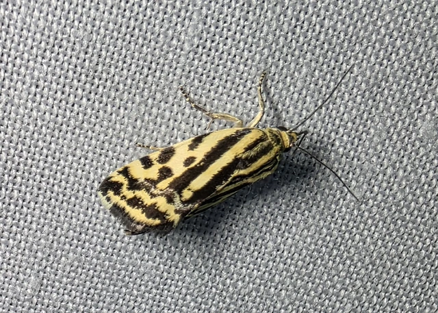 Emmelia trabealis - zebrabagoly