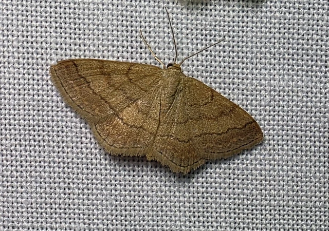 Scopula rubiginata - réti pirosaraszoló