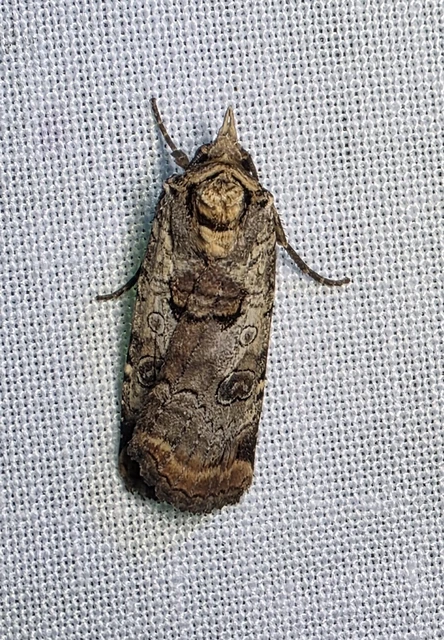 Epilecta linogrisea - karcsú sárgafűbagoly