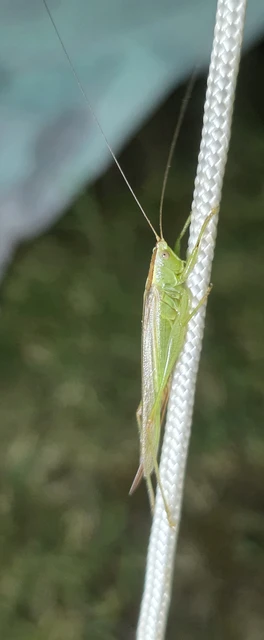 Conocephalus fuscus - kis kúpfejűszöcske