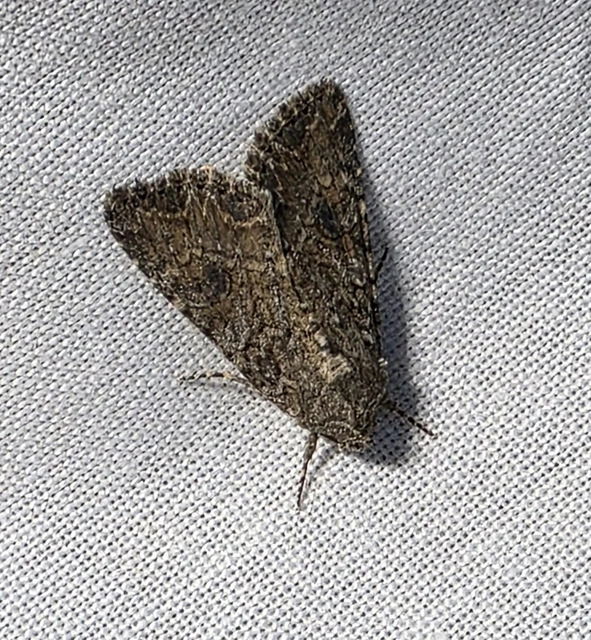 Hadula trifolii - lóherebagoly
