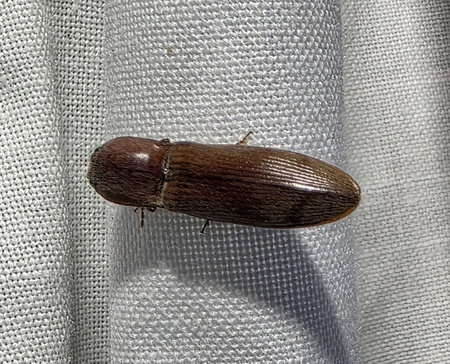 Stenagostus rhombeus - rombusznyakú pattanó