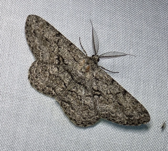 Hypomecis roboraria - nagy tölgyfaaraszoló