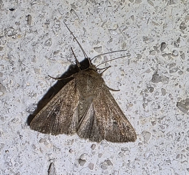 Mythimna albipuncta - fehérpettyes rétibagoly
