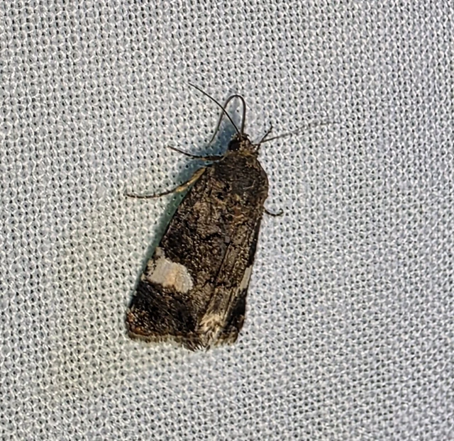 Tyta luctuosa - fekete nappalibagoly