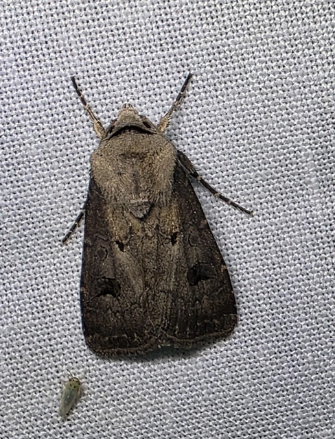 Agrotis exclamationis - felkiáltójeles földibagoly