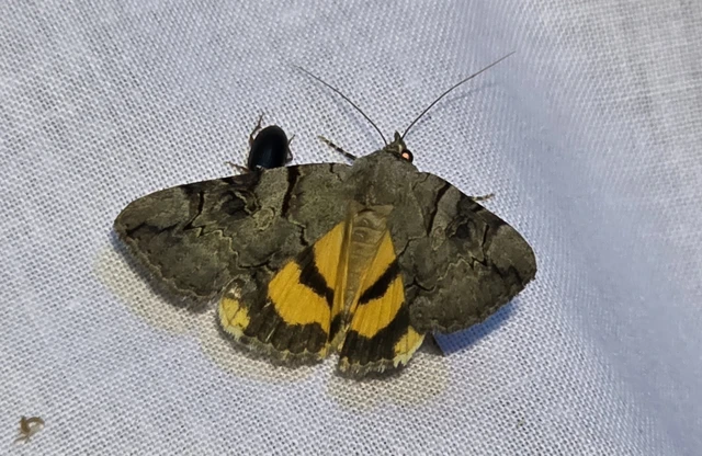 Catocala hymenaea - kökény-övesbagoly