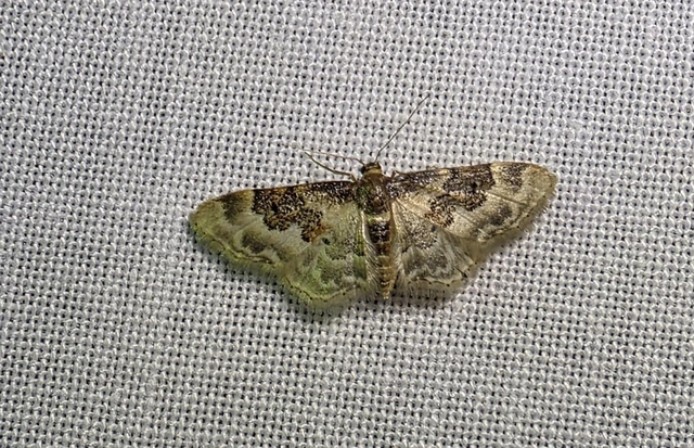 Idaea rusticata - tarka apróaraszoló