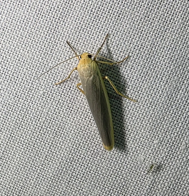 Eilema complana - közönséges zuzmószövő