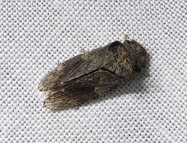 Auchenorrhyncha - Kabócák