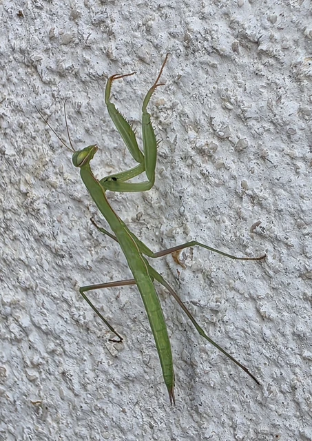 Mantis religiosa - imádkozósáska
