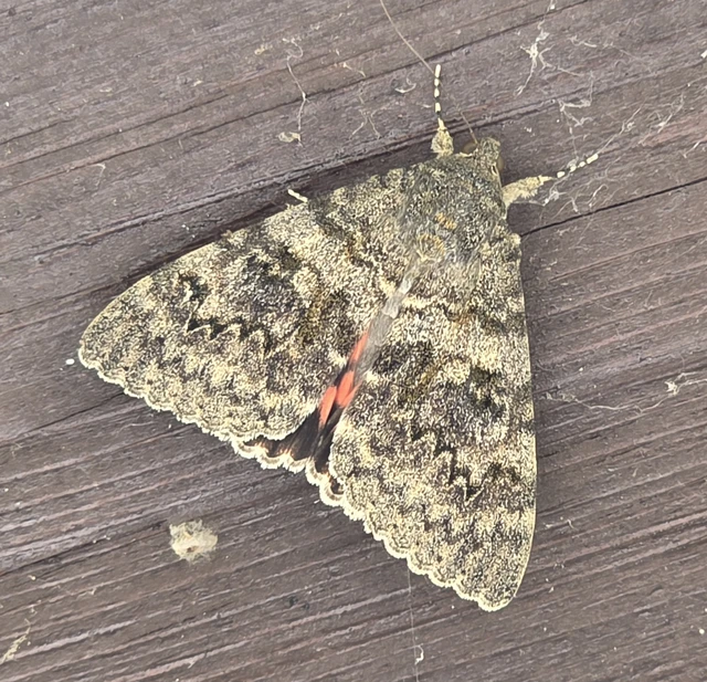 Catocala elocata - közönséges övesbagoly