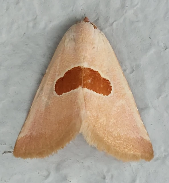 Calymma communimacula - pajzstetűfaló bagoly