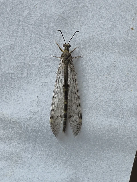 Distoleon tetragrammicus - négyfoltos hangyaleső