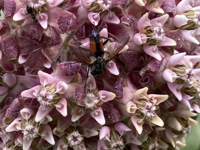 Diptera - Kétszárnyúak