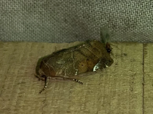 Cosmia affinis - barna lombbagoly