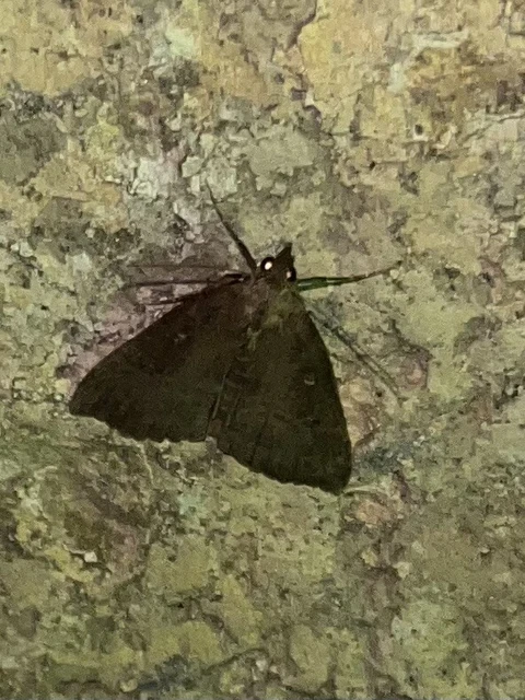 Hypena rostralis - közönséges karcsúbagoly