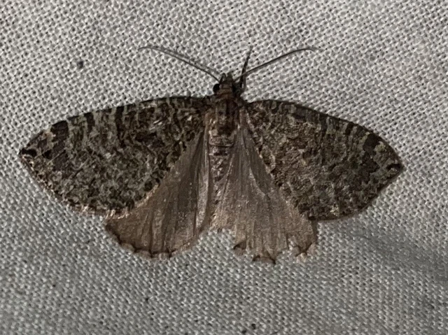 Hydriomena furcata - változékony tarkaaraszoló