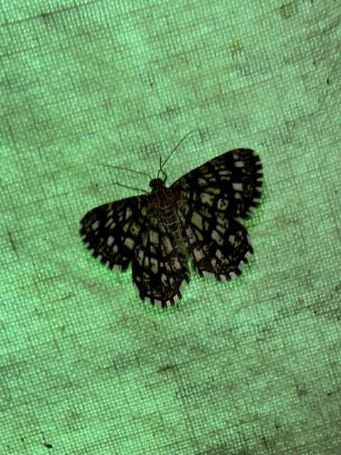 Chiasmia clathrata - rácsos rétiaraszoló