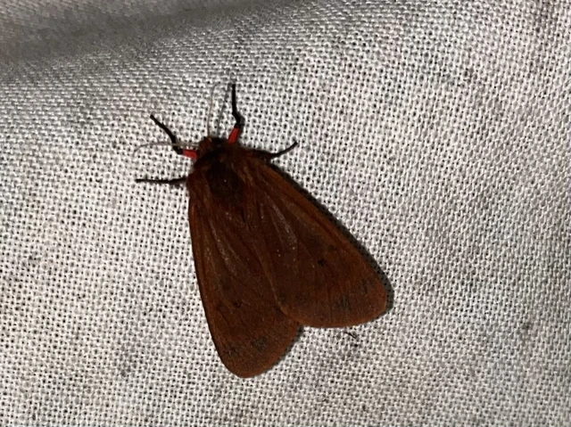Phragmatobia fuliginosa - füstös medvelepke
