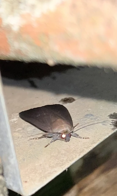 Amphipyra livida - zsírfényű bagoly
