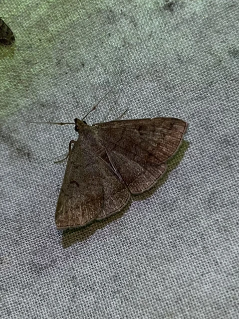 Zanclognatha lunalis - pelyheslábú karcsúbagoly