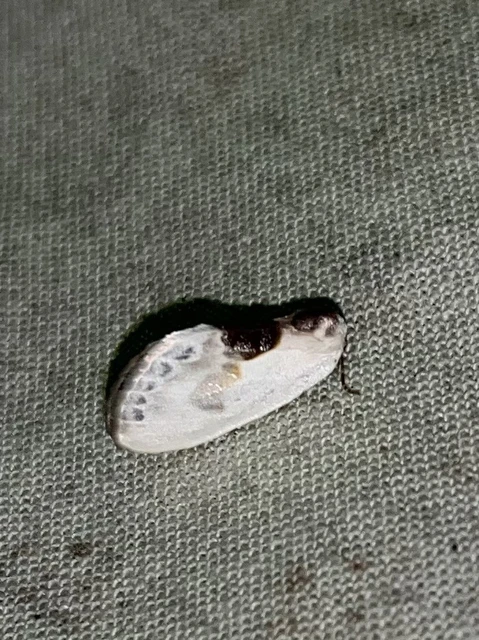 Cilix glaucata - törpe sarlósszövő