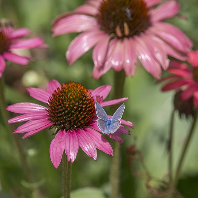 Polyommatus icarus - közönséges boglárka