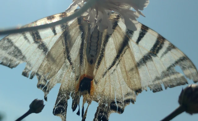 Iphiclides podalirius - kardoslepke