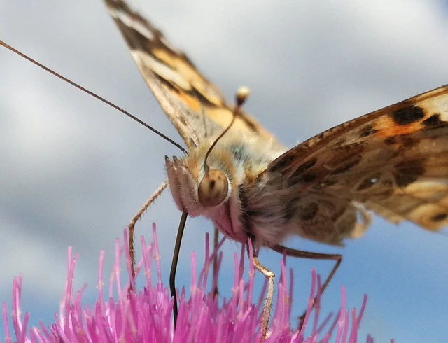 Vanessa cardui - bogáncslepke