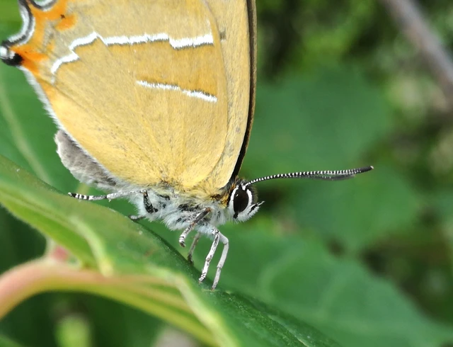 Thecla betulae - nyírfalepke