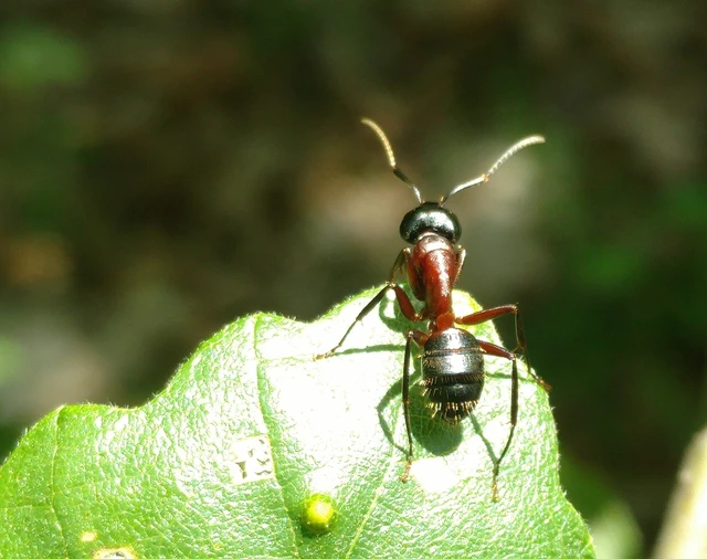 Camponotus ligniperda - faodvasító lóhangya