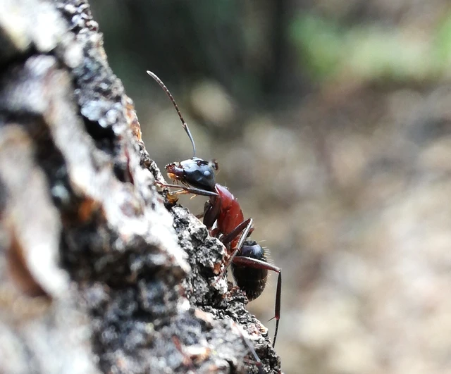 Camponotus ligniperda - faodvasító lóhangya
