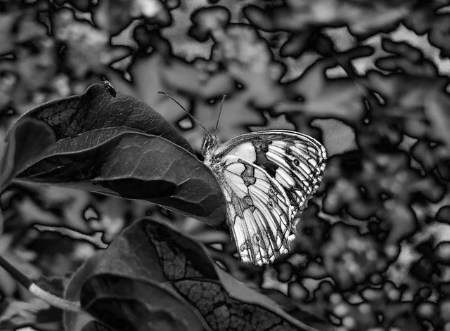 Melanargia galathea - sakktáblalepke
